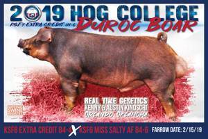 Hog College Duroc Boar