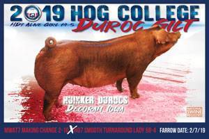 Hog College Duroc Gilt