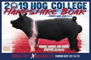 Hog College Hampshire Boar