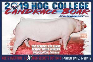 Hog College Landrace Boar