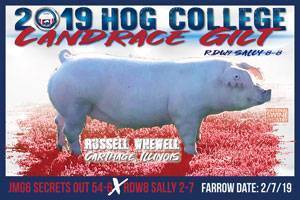 Hog College Landrace Gilt