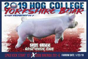 Hog College Yorkshire Boar