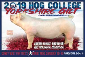 Hog College Yorkshire Gilt
