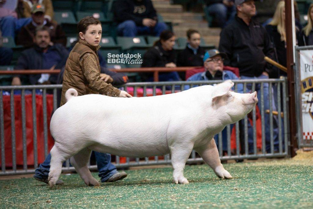 2019 NJSA Southeast Regional Landrace Gilt Show National Swine Registry