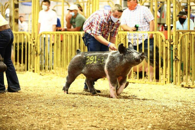 2020 The Midwestern Crossbred Boar Show National Swine Registry