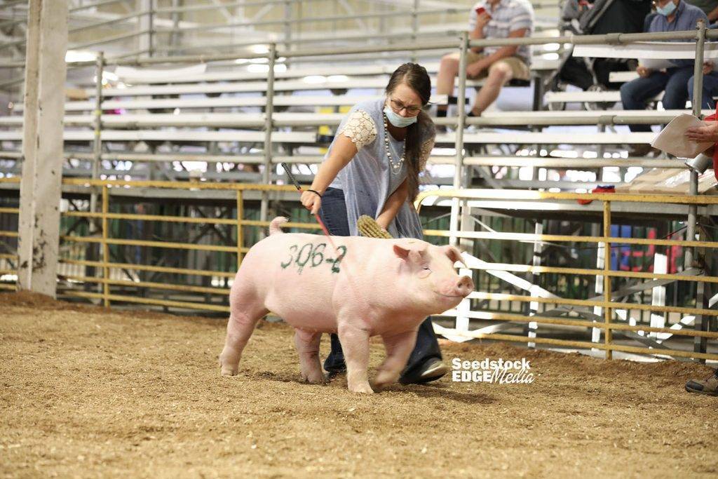 2020 The Midwestern Chester White Show National Swine Registry