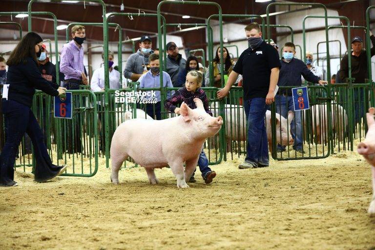 2020 Eastern Regional Yorkshire Gilt Show National Swine Registry