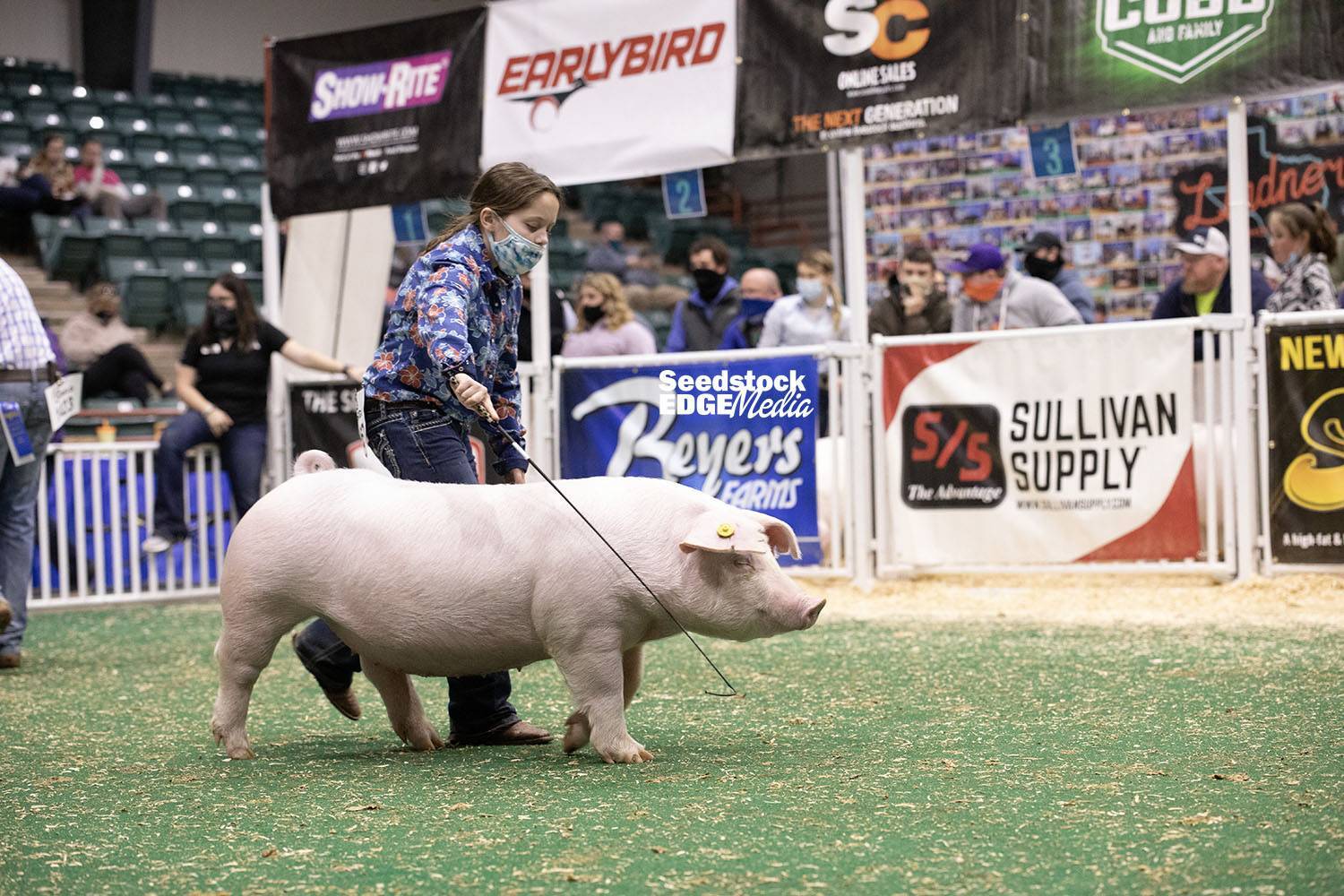 2021 Southeast Regional Landrace Gilt Show National Swine Registry