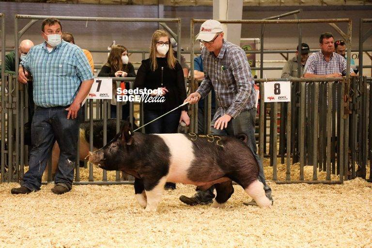 2021 Southwest Type Conference Crossbred Boar Show | National Swine ...