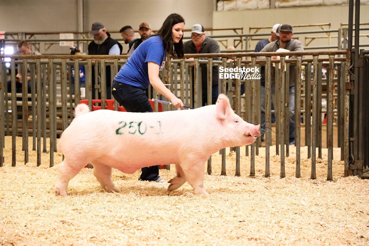 2021 Southwest Type Conference Yorkshire Show National Swine Registry