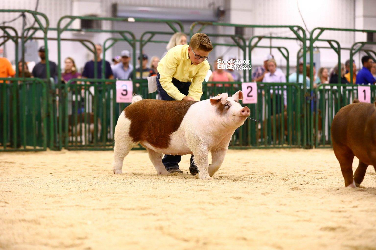 2021 The Exposition Junior Show Hereford Gilt Show | National Swine Registry