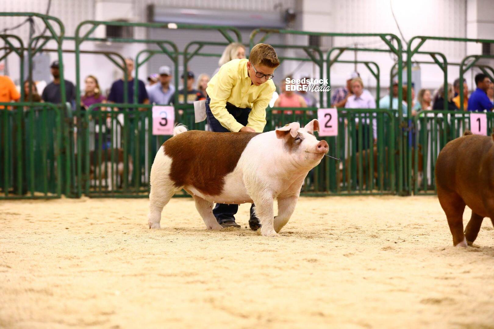 2021 The Exposition Junior Show Hereford Gilt Show National Swine