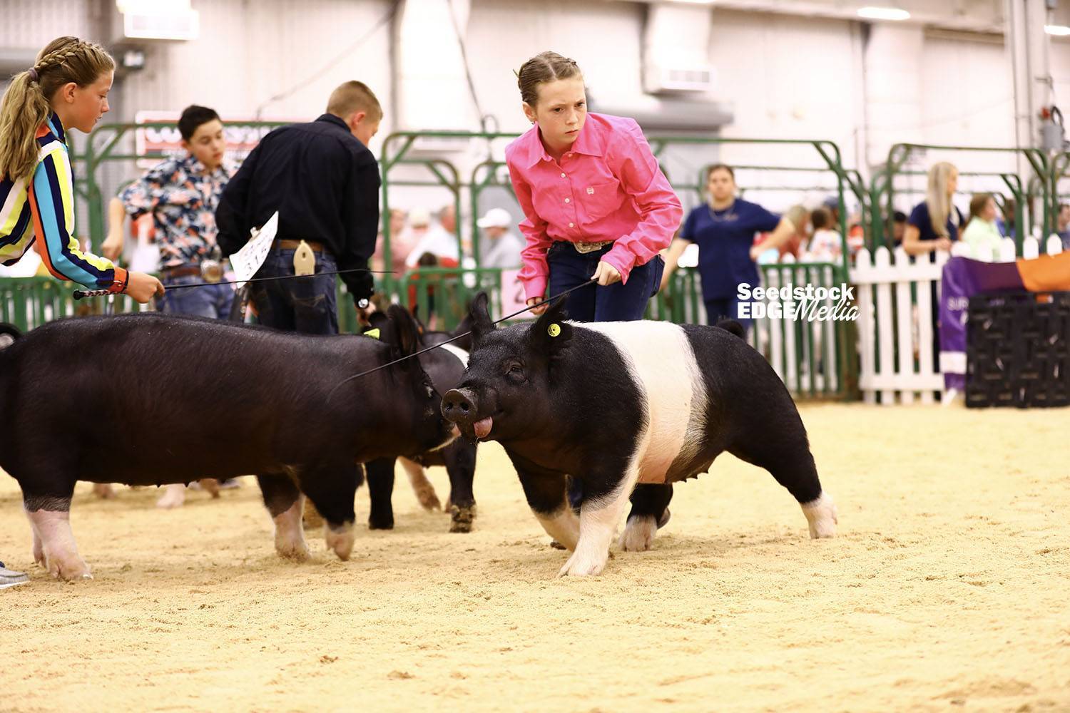 2021 The Exposition Junior Show Junior Showmanship National Swine