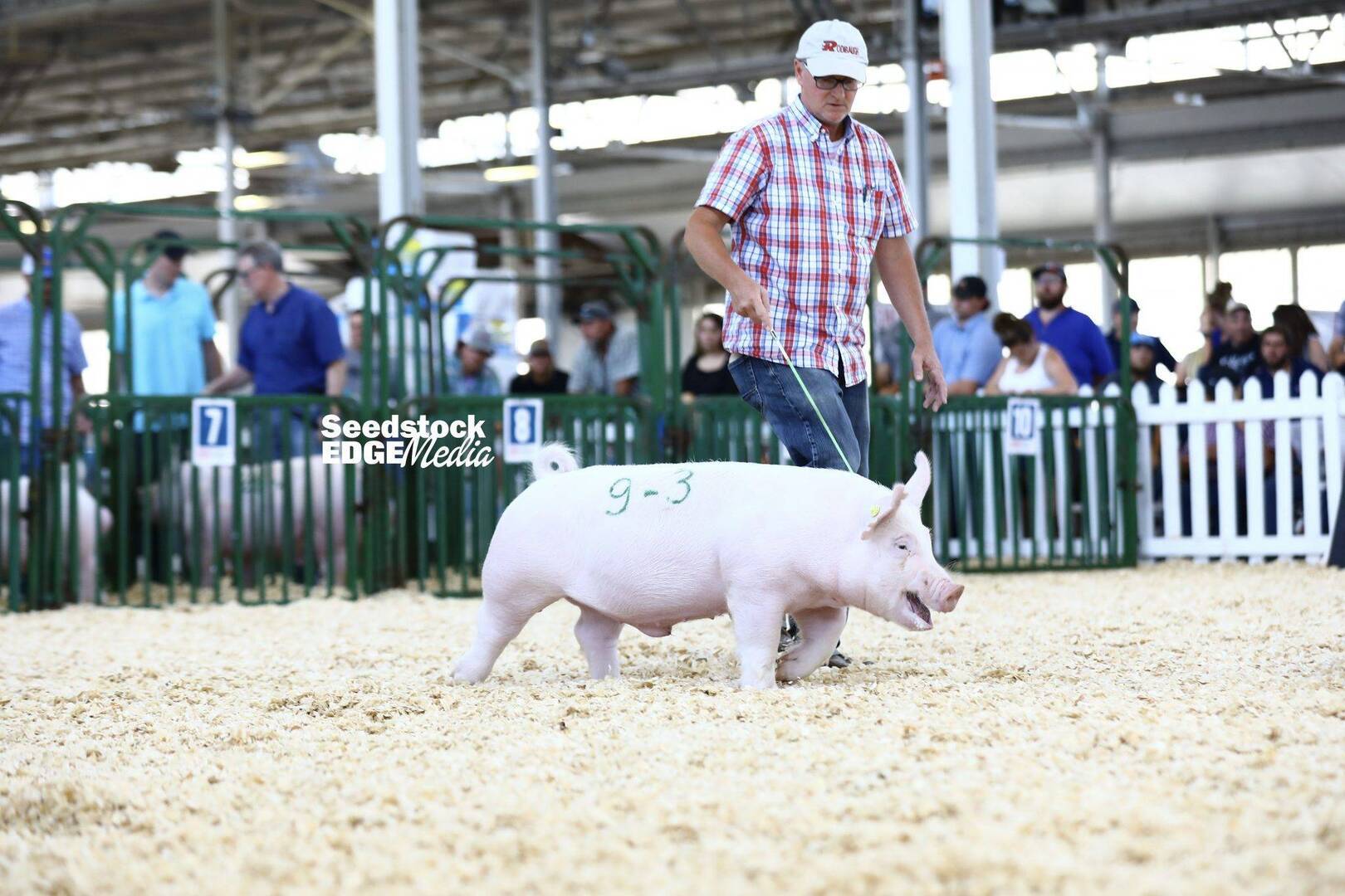 2021 The Exposition Open Yorkshire Show | National Swine Registry