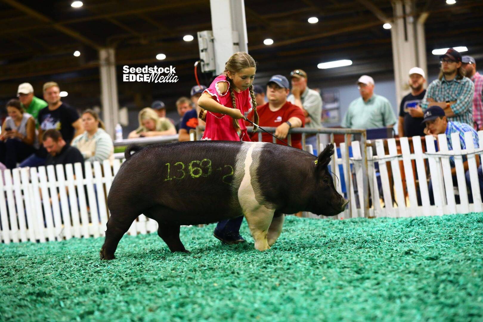 2021 STC Open Crossbred Show | National Swine Registry