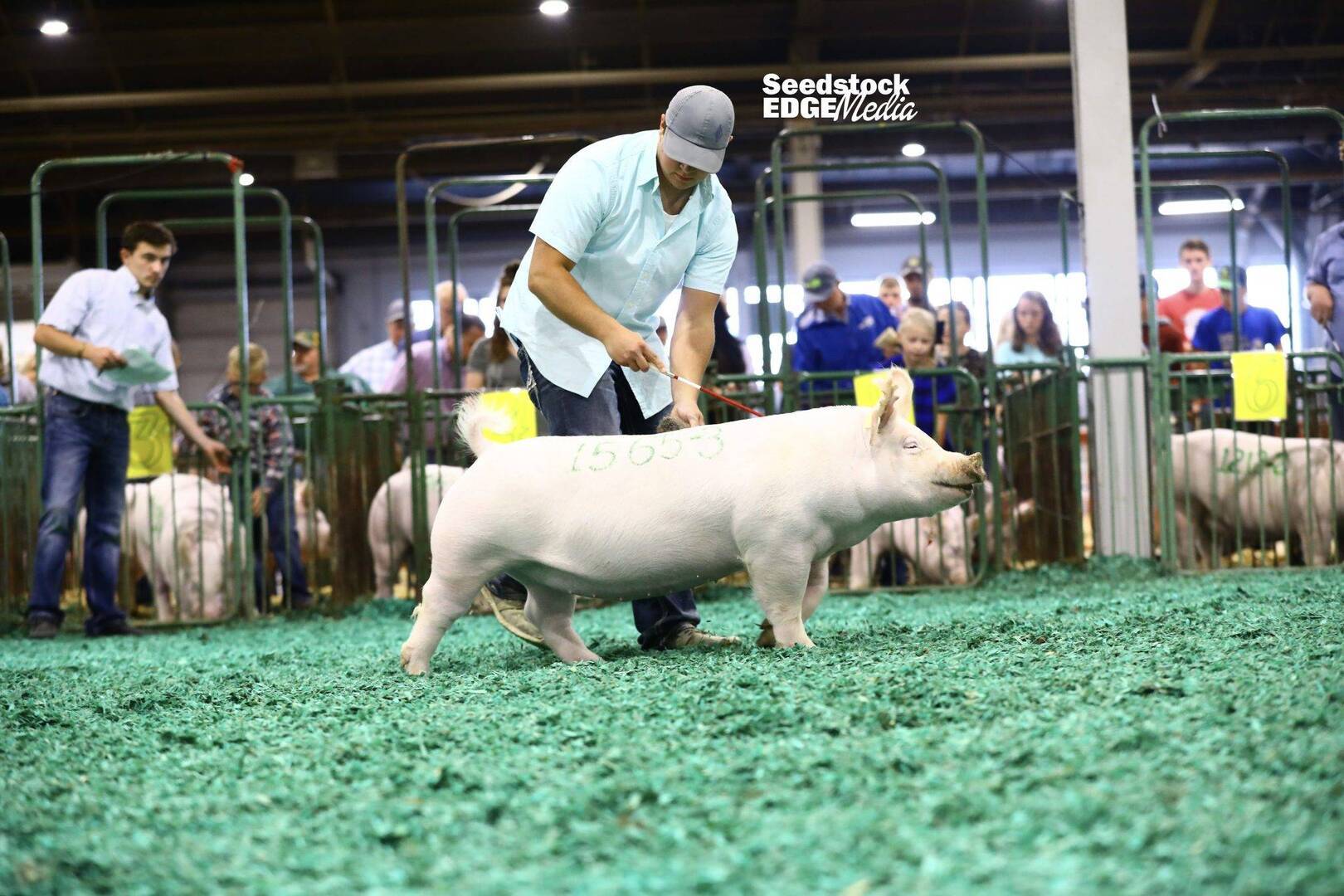 2021 STC Open Yorkshire Show | National Swine Registry