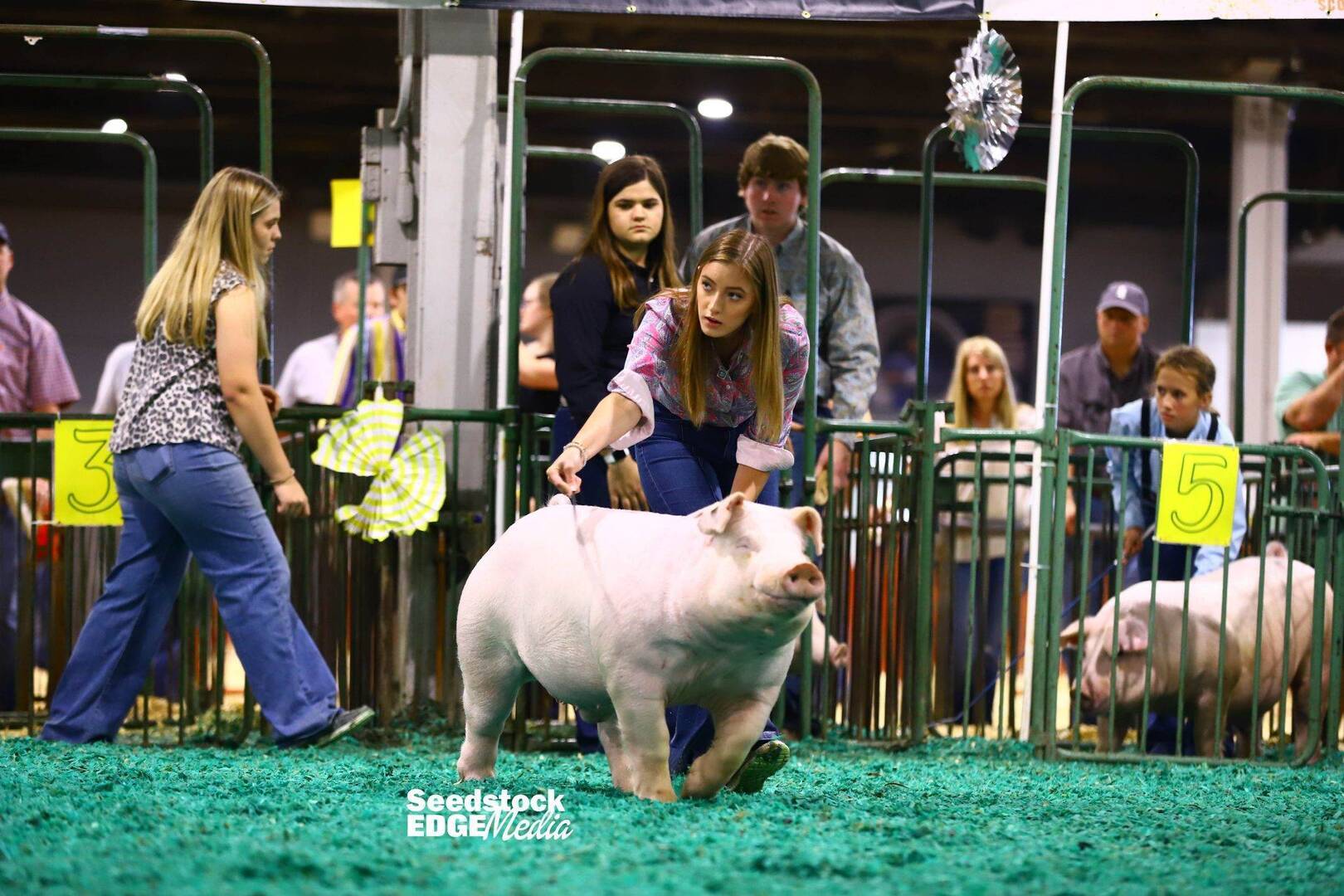 2021 NJSS Chester White Barrow Show | National Swine Registry