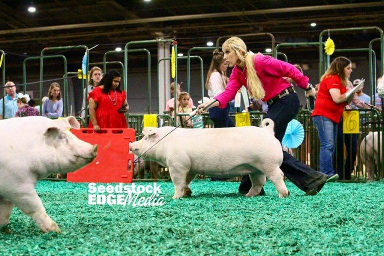 2021 NJSS Chester White Gilt Show National Swine Registry