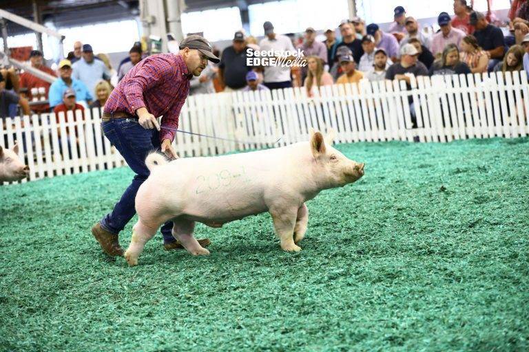 2021 STC Open Yorkshire Show National Swine Registry